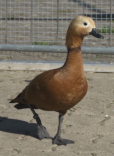 AC米蘭