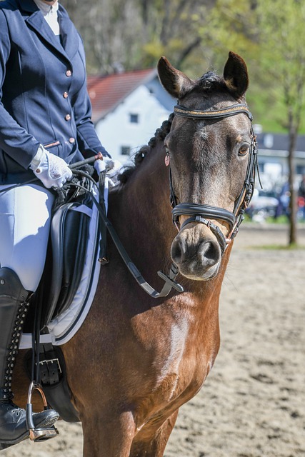 今年的戴杯 今年的戴杯
