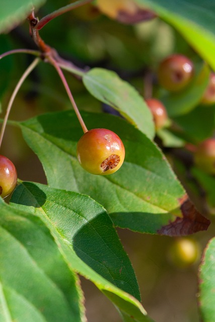 阳队应对策 阳队应对策